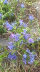 Echium vulgare
