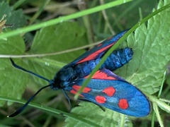 Zygaena angelicae