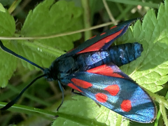 Zygaena angelicae