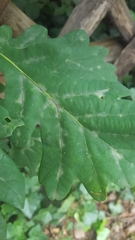 Erysiphe alphitoides