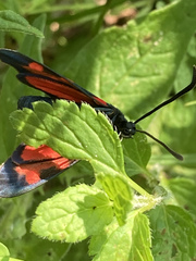 Zygaena angelicae