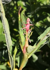 Mompha sturnipennella