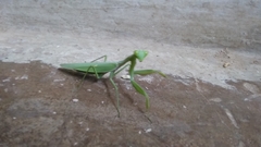 Mantidae