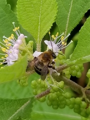 Melissodes comptoides