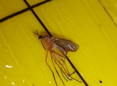 Empis trigramma