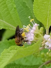 Melissodes comptoides