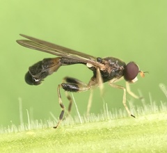 Sphegina