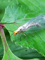 Nothochrysa fulviceps