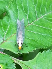 Nothochrysa fulviceps