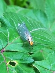 Nothochrysa fulviceps