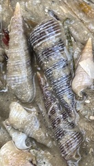 Turritella