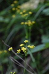 Bupleurum exaltatum