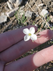 Nerisyrenia linearifolia