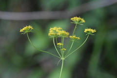 Bupleurum exaltatum