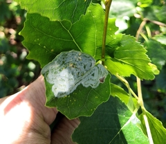 Phyllocnistis labyrinthella