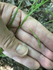 Carex debilis debilis
