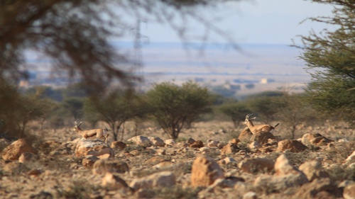 Dorcas Gazelle