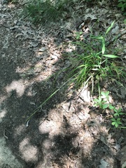 Carex debilis debilis