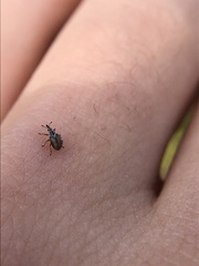 Malvapion malvae