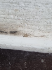 Arthropoda