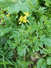 Rorippa sylvestris