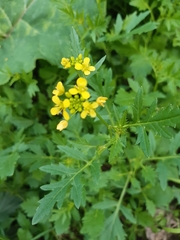 Rorippa sylvestris