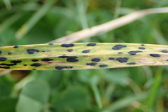 Phyllachora graminis