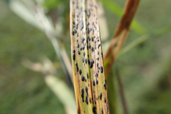 Phyllachora graminis