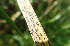 Phyllachora graminis