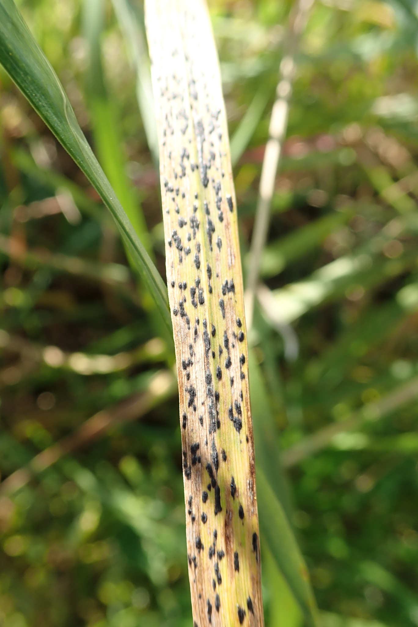 Phyllachora graminis (Pers.) Fuckel