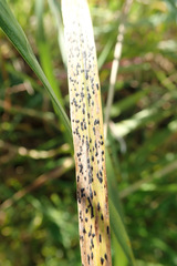 Phyllachora graminis