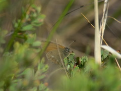 Coenonympha