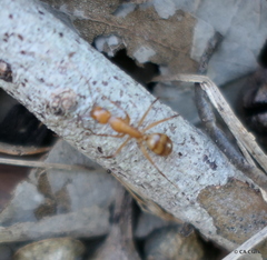 Camponotus variegatus