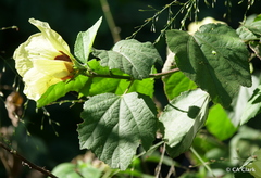Hibiscus ovalifolius
