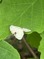 Leuconycta