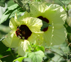 Hibiscus ovalifolius