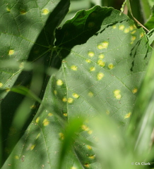 Puccinia malvacearum