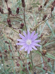 Lactuca tatarica