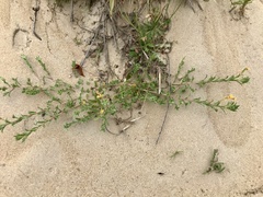 Oenothera humifusa