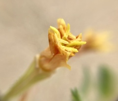 Oenothera humifusa