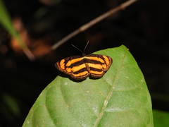 Pantoporia paraka