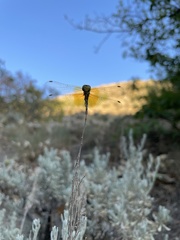 Sympetrum semicinctum