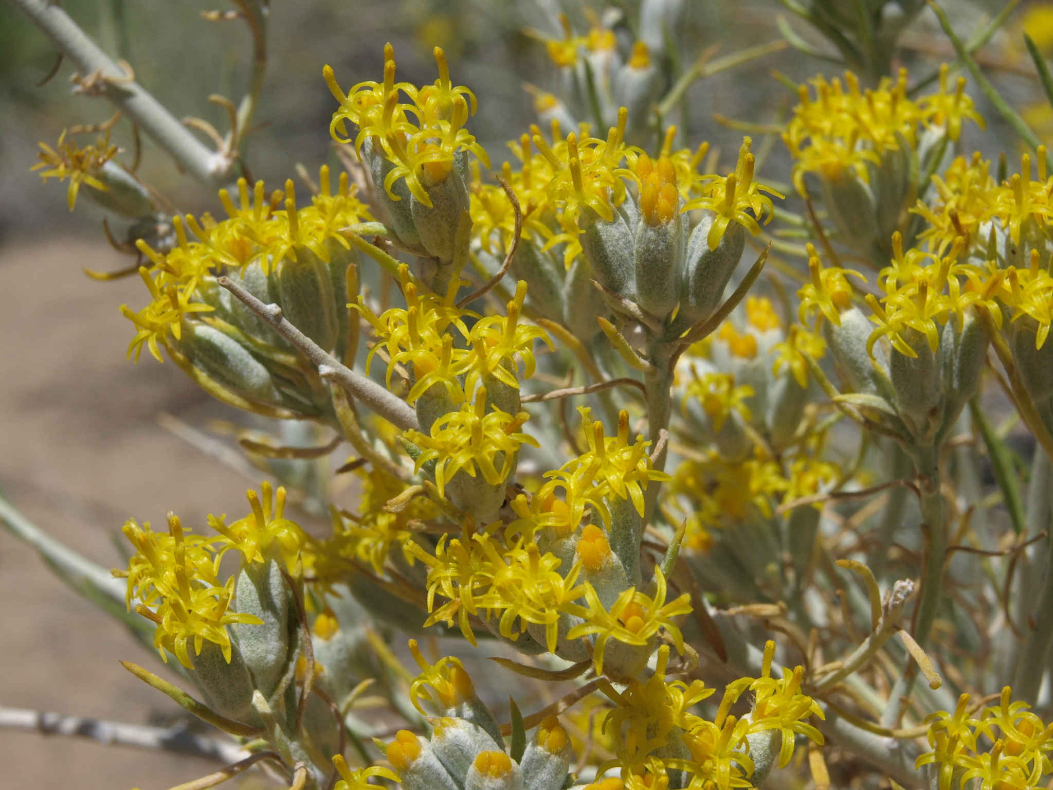 Tetradymia tetrameres