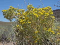 Tetradymia tetrameres
