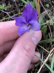 Viola adunca adunca