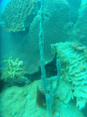 Callyspongia armigera