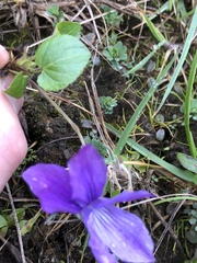 Viola adunca adunca