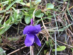 Viola adunca adunca