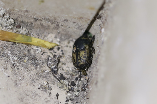 Mottled dung beetle photo 3