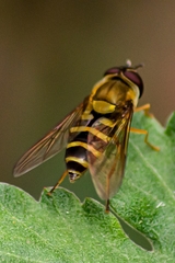 Syrphus reedi